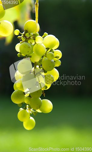 Image of Green Grapes on Vine