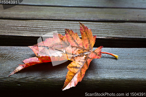 Image of All Alone (Fall Leaf)