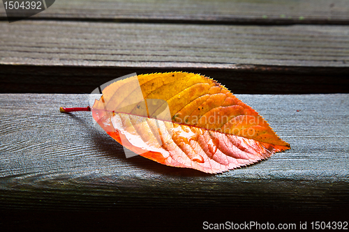 Image of All Alone (Fall Leaf)