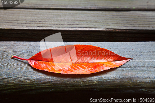 Image of All Alone (Fall Leaf)