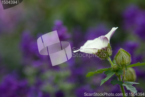Image of White Blossom on Purple Background