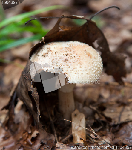 Image of Good Hiding Place - Edible Mushroom