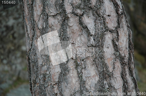 Image of bark