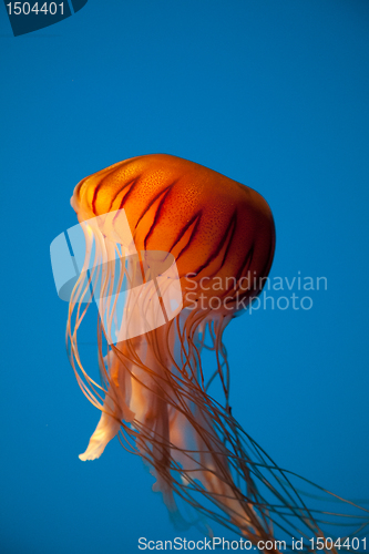 Image of Floating Orange Jellyfish on Bright Blue Background