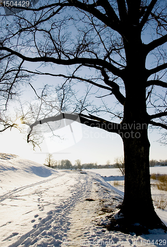 Image of Track near oak