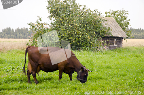 Image of cow graze meadow abandoned building apple tree.