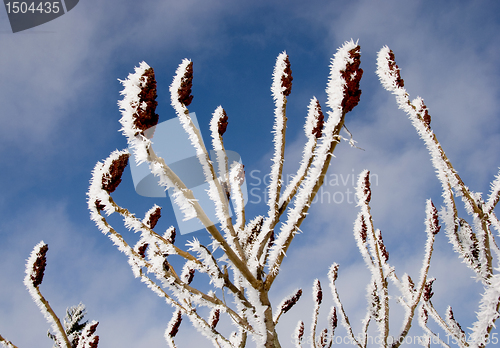 Image of Frosted branches