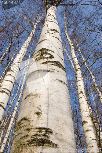 Image of Birch trunks 