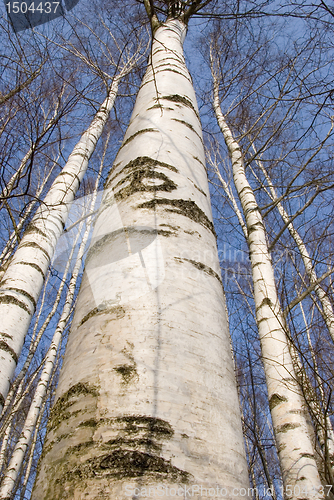 Image of Birch trunks 