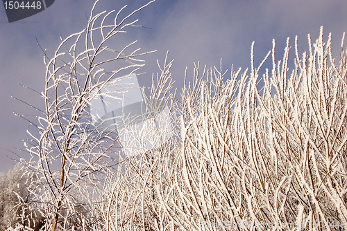 Image of Frosted tree branches