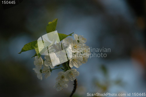 Image of cherry flowers