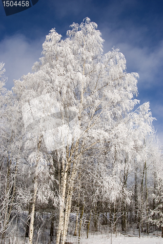 Image of Heavy frosted birches