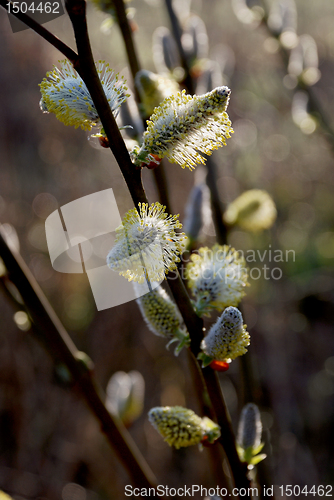 Image of Pussy-willow 