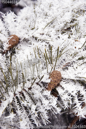 Image of Frosted pine branches and cones