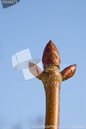 Image of Chestnut buds