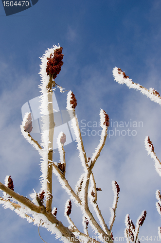 Image of Frosted branches on plant