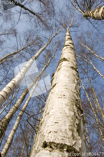 Image of Birch trunks 