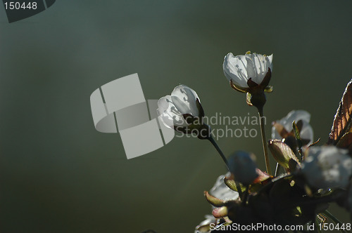 Image of cherry flowers