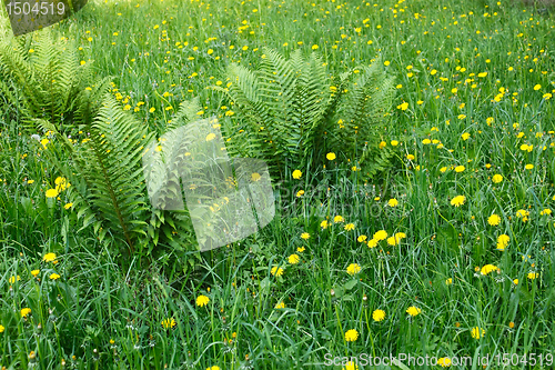 Image of Dandelions and other motley grass