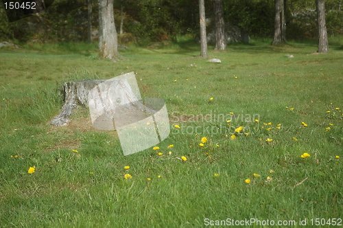 Image of tree stump