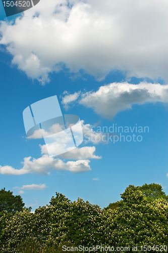 Image of Clouds over chestnut trees