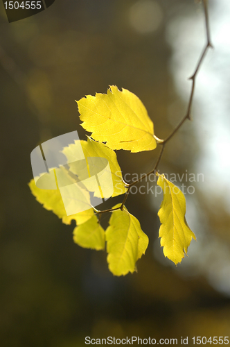 Image of Yellow leaves. Autumn.