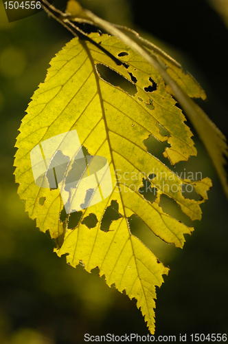 Image of Yellow leaves. Autumn.