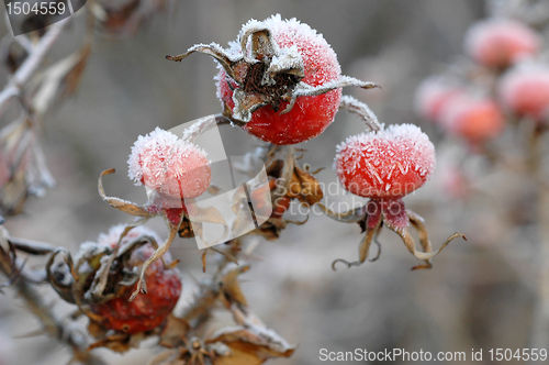Image of Dogrose berry, Snow