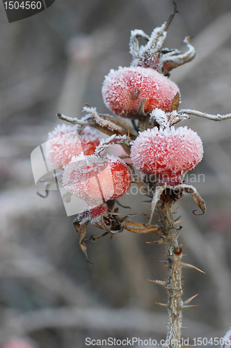 Image of Dogrose berry, Snow