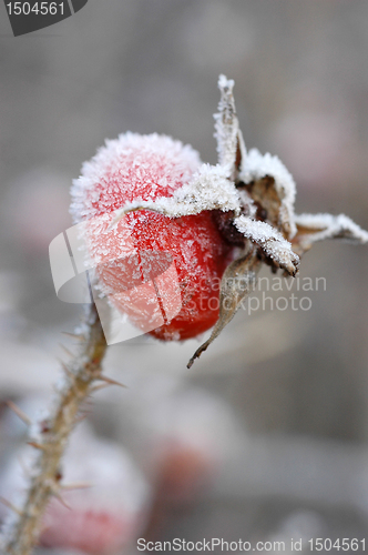 Image of Dogrose berry, Snow