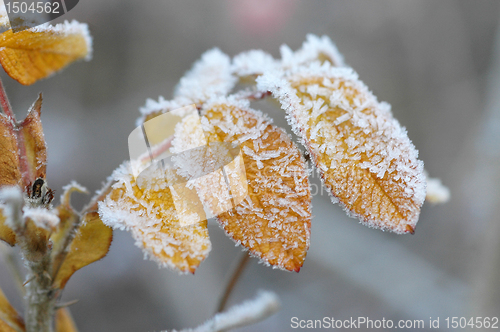Image of Hoarfrost  on leaves
