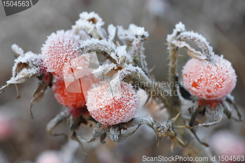 Image of Dogrose berry, Snow