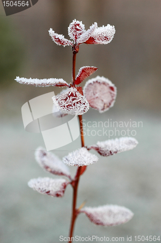 Image of Hoarfrost  on leaves