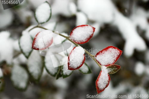 Image of Hoarfrost  on leaves