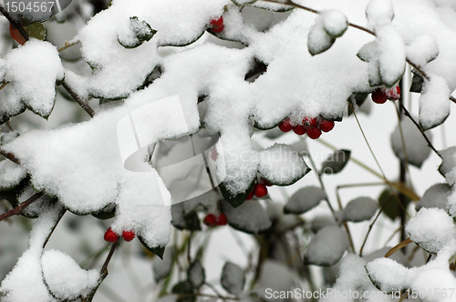 Image of Hoarfrost  on leaves