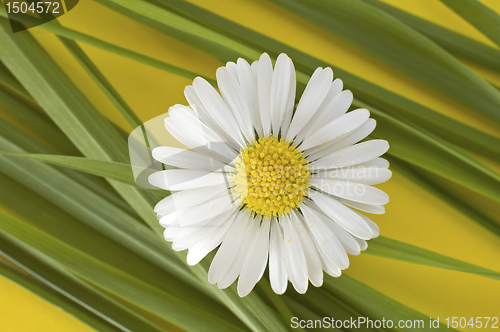 Image of daisy