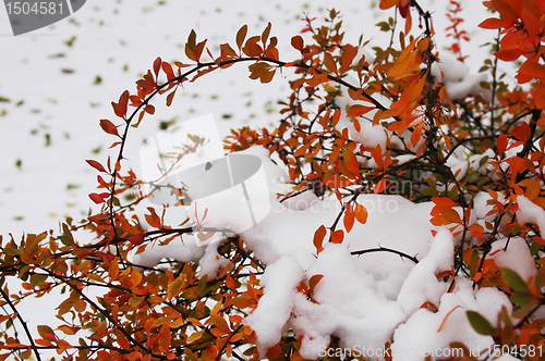 Image of Hoarfrost  on leaves