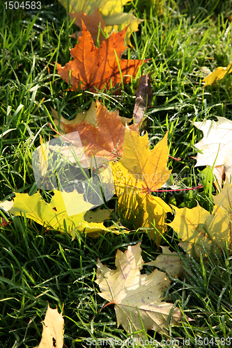 Image of Yellow leaves. Autumn.