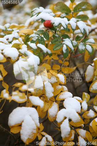 Image of Hoarfrost  on leaves