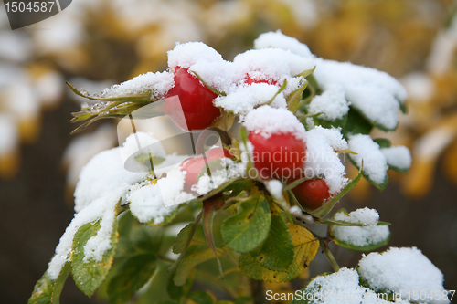 Image of Dogrose berry, Snow