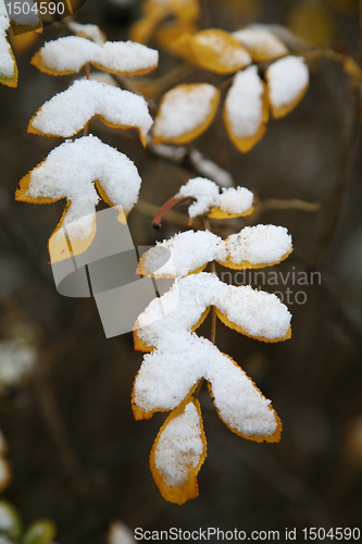 Image of Hoarfrost  on leaves