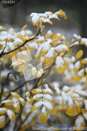 Image of Hoarfrost  on leaves