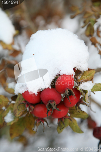 Image of Dogrose berry, Snow