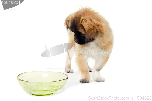 Image of Puppy dog and water bowl