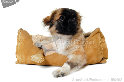 Image of Puppy in dog bed