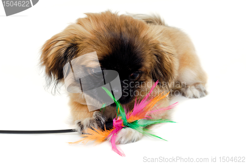 Image of Puppy is playing 