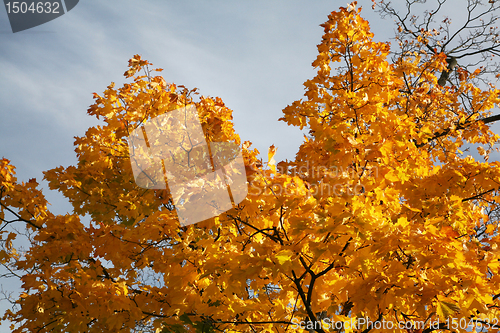 Image of Yellow leaves. Autumn.