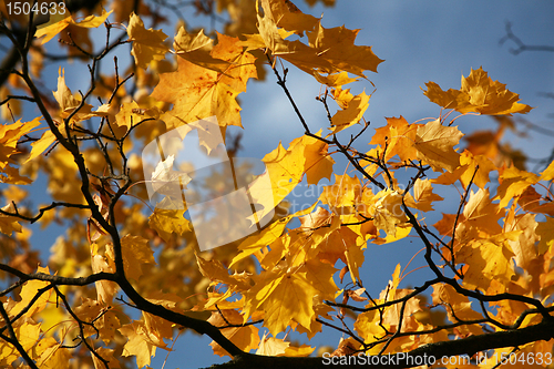 Image of Yellow leaves. Autumn.