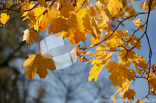 Image of Yellow leaves. Autumn.