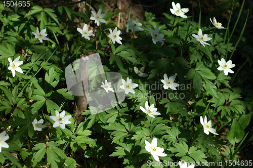 Image of Anemone nemorosa